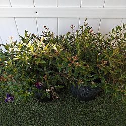 Tibouchina lepidota, Purple Glory Bush Tibouchina lepidota, Purple Glory Bush