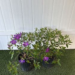 Tibouchina lepidota, Purple Glory Bush Tibouchina lepidota, Purple Glory Bush