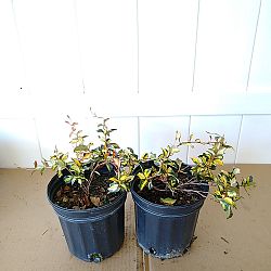 Tricolor Asiatic Jasmine Tricolor Asiatic Jasmine
