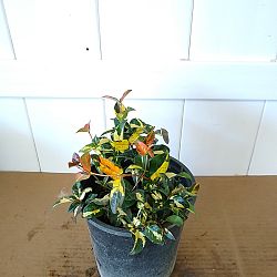 Tricolor Asiatic Jasmine Tricolor Asiatic Jasmine