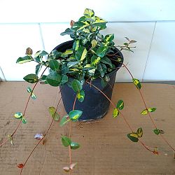 Tricolor Asiatic Jasmine Tricolor Asiatic Jasmine