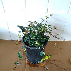 Tricolor Asiatic Jasmine Tricolor Asiatic Jasmine