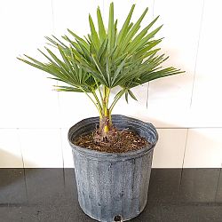 Trachycarpus fortunei, Windmill Palm, Chamaerops excelsa Trachycarpus fortunei, Windmill Palm, Chamaerops excelsa