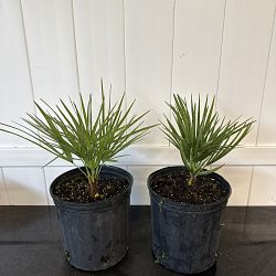 Trachycarpus fortunei, Windmill Palm, Chamaerops excelsa Trachycarpus fortunei, Windmill Palm, Chamaerops excelsa