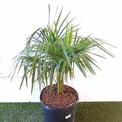 Trachycarpus fortunei, Windmill Palm, Chamaerops excelsa Trachycarpus fortunei, Windmill Palm, Chamaerops excelsa