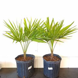 Trachycarpus fortunei, Windmill Palm, Chamaerops excelsa Trachycarpus fortunei, Windmill Palm, Chamaerops excelsa