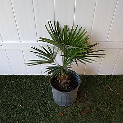 Trachycarpus fortunei, Windmill Palm, Chamaerops excelsa Trachycarpus fortunei, Windmill Palm, Chamaerops excelsa