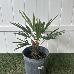 Trachycarpus fortunei, Windmill Palm, Chamaerops excelsa Trachycarpus fortunei, Windmill Palm, Chamaerops excelsa