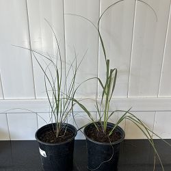 Uniola paniculata, Sea Oats Uniola paniculata, Sea Oats