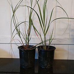 Uniola paniculata, Sea Oats Uniola paniculata, Sea Oats