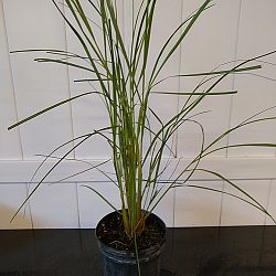 Uniola paniculata, Sea Oats Uniola paniculata, Sea Oats