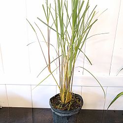 Uniola paniculata, Sea Oats Uniola paniculata, Sea Oats