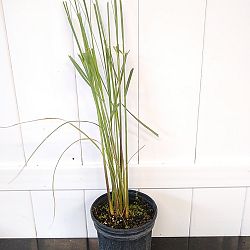Uniola paniculata, Sea Oats Uniola paniculata, Sea Oats
