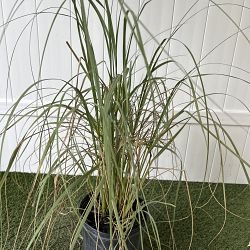 Uniola paniculata, Sea Oats Uniola paniculata, Sea Oats