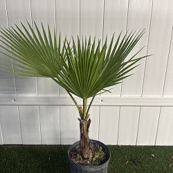 Washington Palm Washington Palm