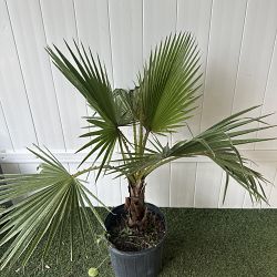 Washington Palm Washington Palm