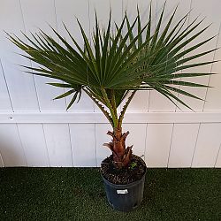 Washington Palm Washington Palm