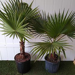 Washington Palm Washington Palm