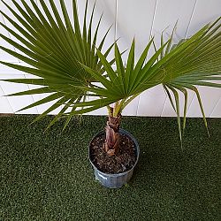 Washington Palm Washington Palm