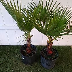 Washington Palm Washington Palm