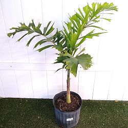 Foxtail Palm Foxtail Palm