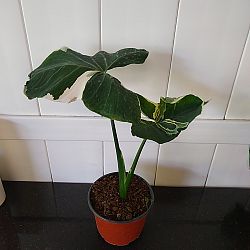 Mickey Mouse Alocasia Mickey Mouse Alocasia