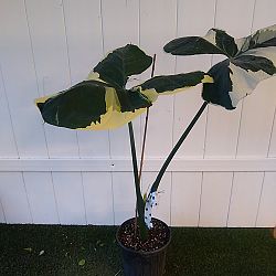 Mickey Mouse Alocasia Mickey Mouse Alocasia