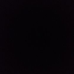 Mickey Mouse Alocasia Mickey Mouse Alocasia