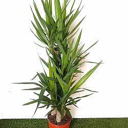 PlantVine Yucca 3 Gallon Large Live Indoor Plant 8-10 Inch Pot 