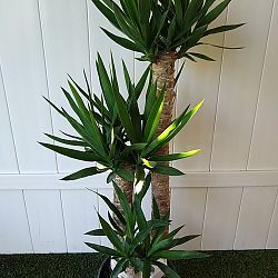 Yucca Yucca