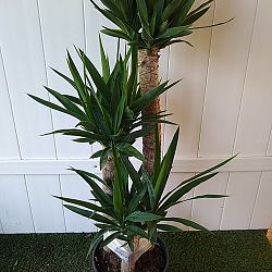 Yucca Yucca