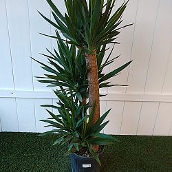 Yucca Yucca