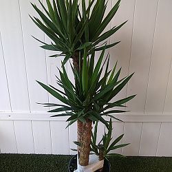 Yucca Yucca