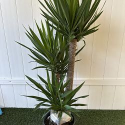 Yucca Yucca