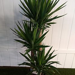 Yucca Yucca