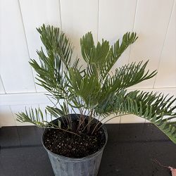 Florida Coontie Florida Coontie