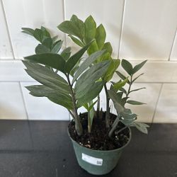 ZZ Plant ZZ Plant