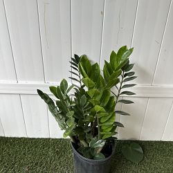 ZZ Plant ZZ Plant