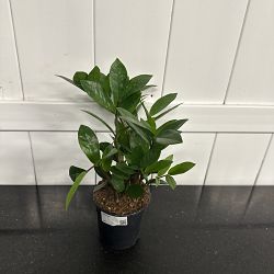 ZZ Plant ZZ Plant