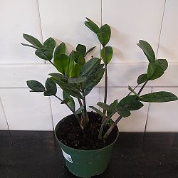ZZ Plant ZZ Plant