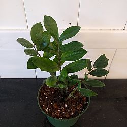 ZZ Plant ZZ Plant