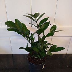 ZZ Plant ZZ Plant