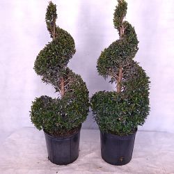 Eugenia Spiral Topiary Eugenia Spiral Topiary