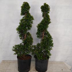 Eugenia Spiral Topiary Eugenia Spiral Topiary