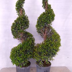Eugenia Spiral Topiary Eugenia Spiral Topiary