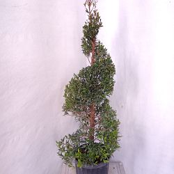 Eugenia Spiral Topiary Eugenia Spiral Topiary