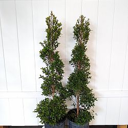 Eugenia Spiral Topiary Eugenia Spiral Topiary