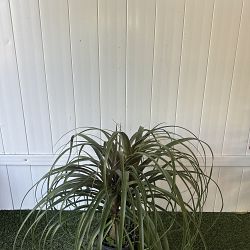 Red Ponytail Palm Red Ponytail Palm