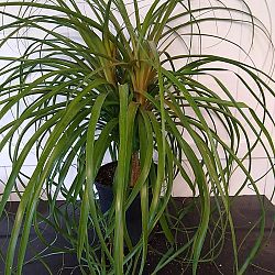 Red Ponytail Palm Red Ponytail Palm