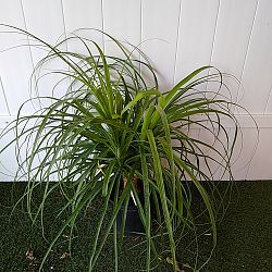Red Ponytail Palm Red Ponytail Palm